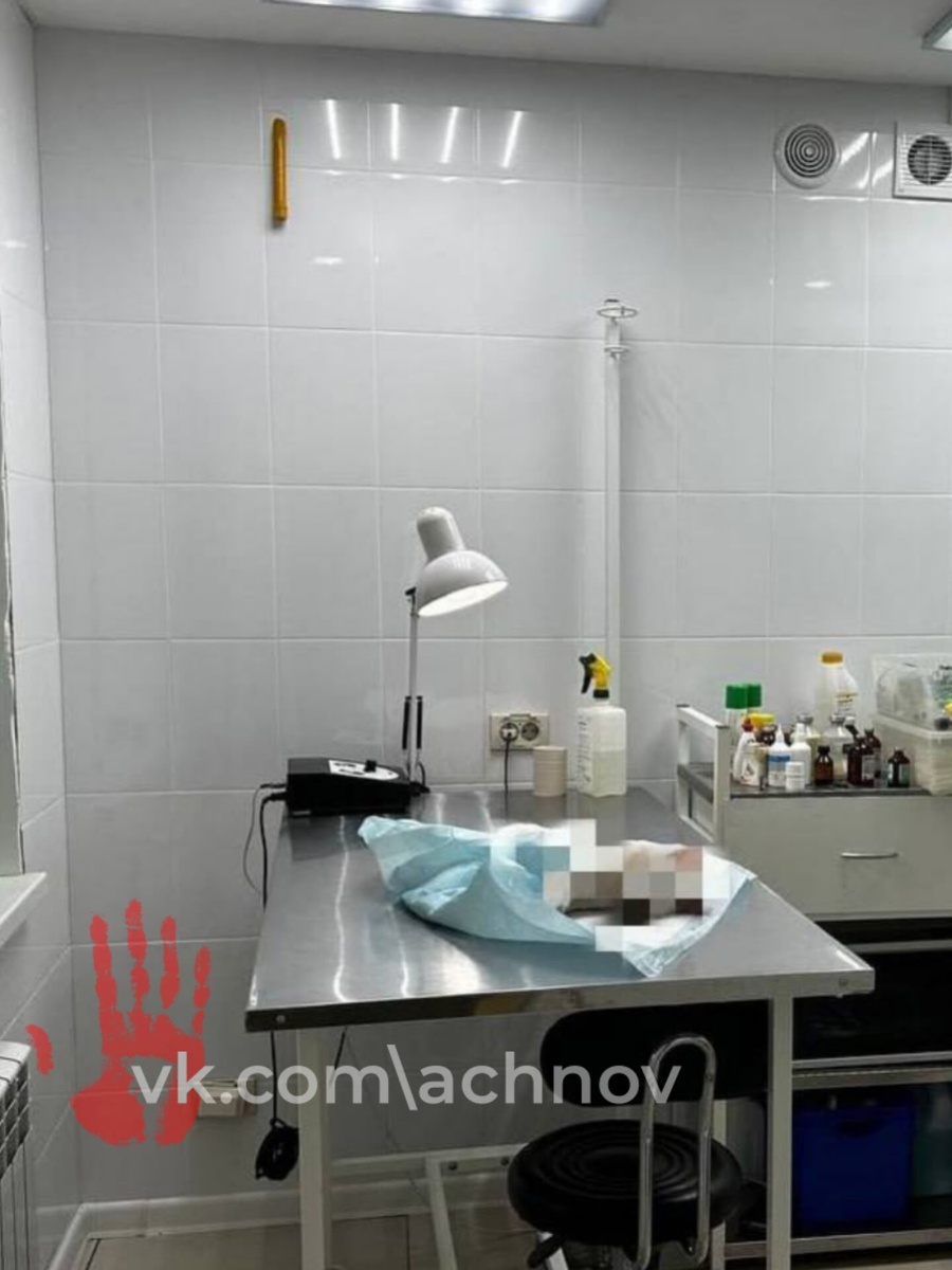Фото животного из ветклиники