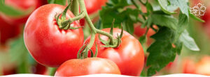Топ 5 лучших томатов для открытого грунта