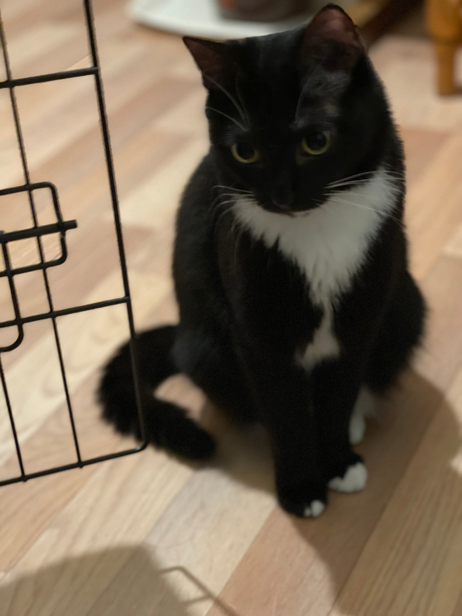 Всем привет, я - Полли, и я кошка-невидимка