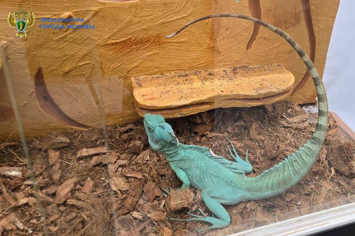    moscowproc / Telegram