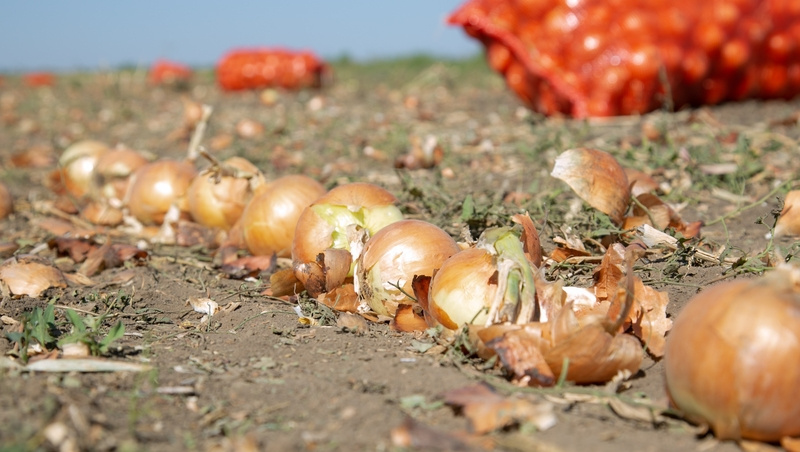      Фото: Валерия Алтухова / / ИА «Победа26»