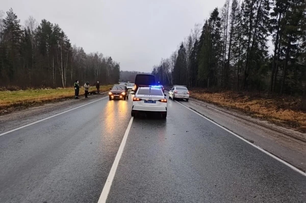    Водитель «Фиата» сбил лося на трассе «Золотое кольцо» под Судогдой