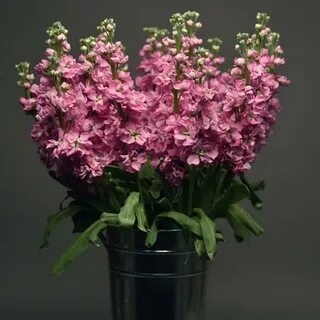 Фото из свободного доступа. 