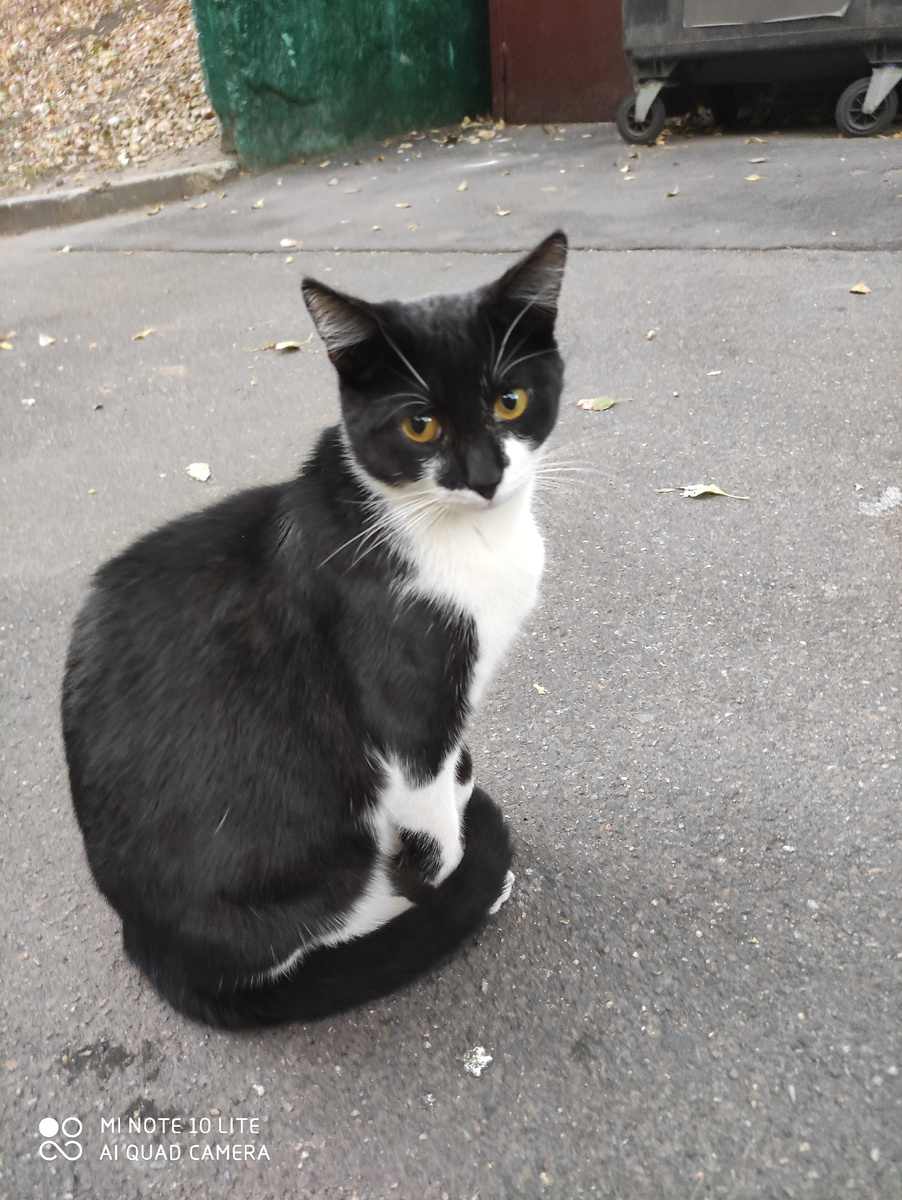 Черин брат был очень похож на него движениями