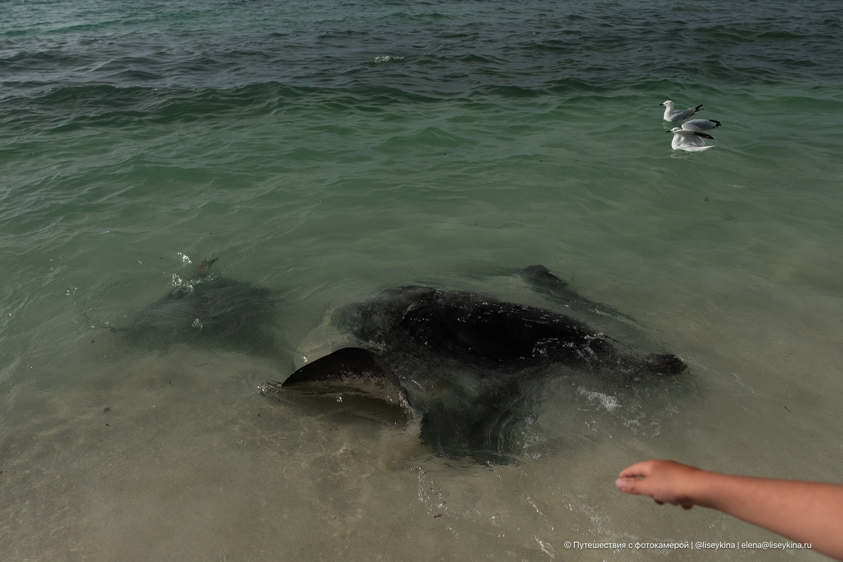 Скатов вот можно потрогать на обычном пляже