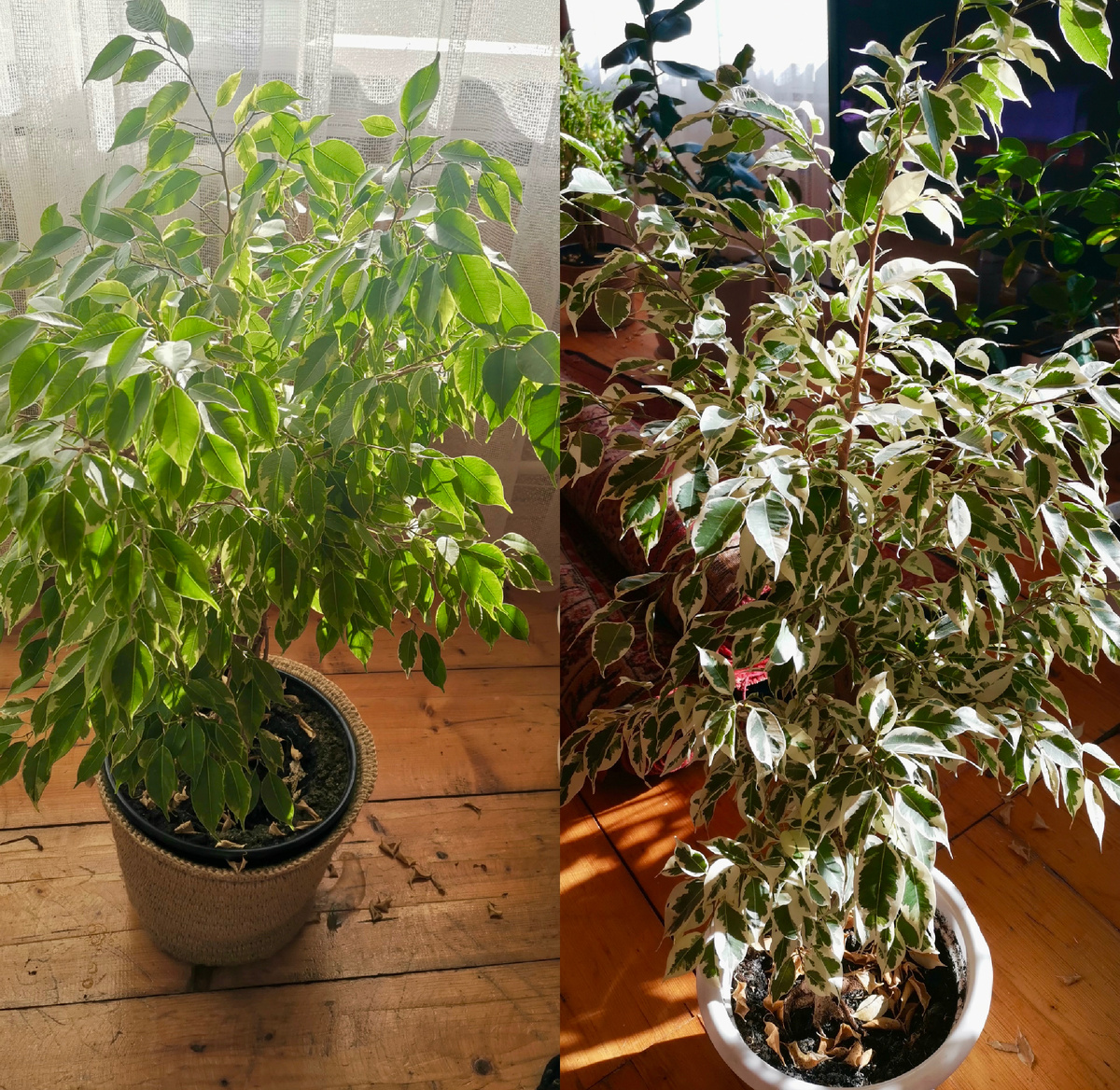 Фикусы, в итоге, первыми начали мигрировать к бабушкам🤷‍♀️