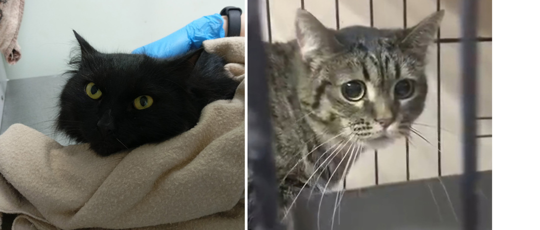 Подопечные, которым нужна помощь прямо сейчас