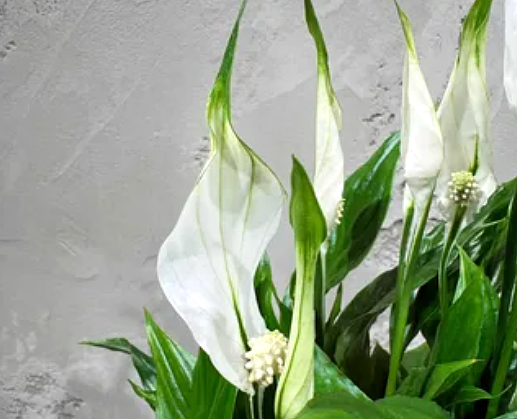 Spathiphyllum Chopin