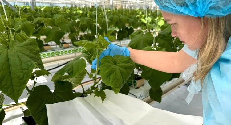    Фото: ФГБУ ЦОК АПК