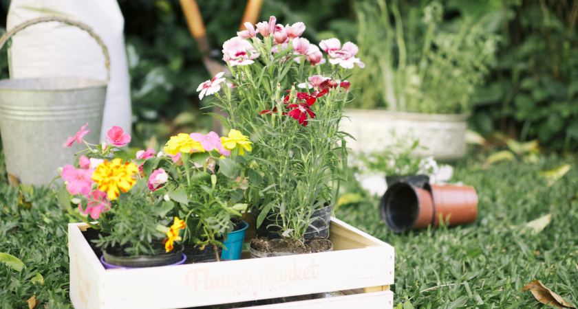   Посадите этот многолетник в ноябре — и весной сад вспыхнет персиковым сиянием: легко переносит морозы и не требует полива