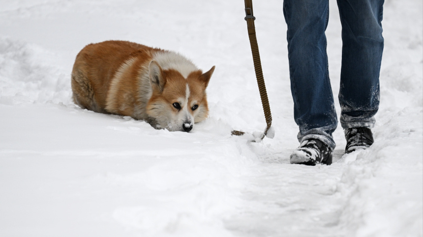    Фото: © РИА Новости/Александр Кряжев