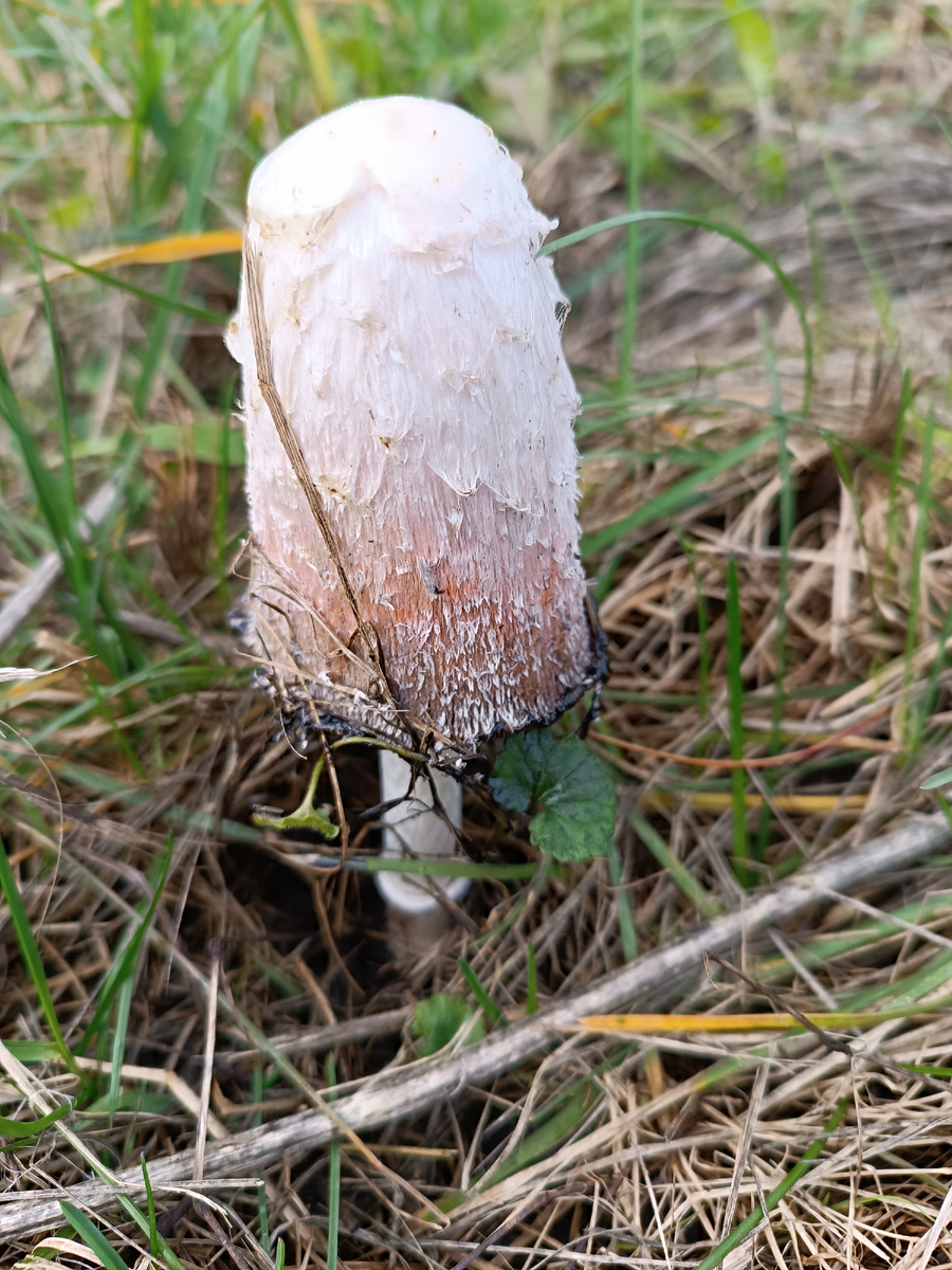 Красавец какой! 😁