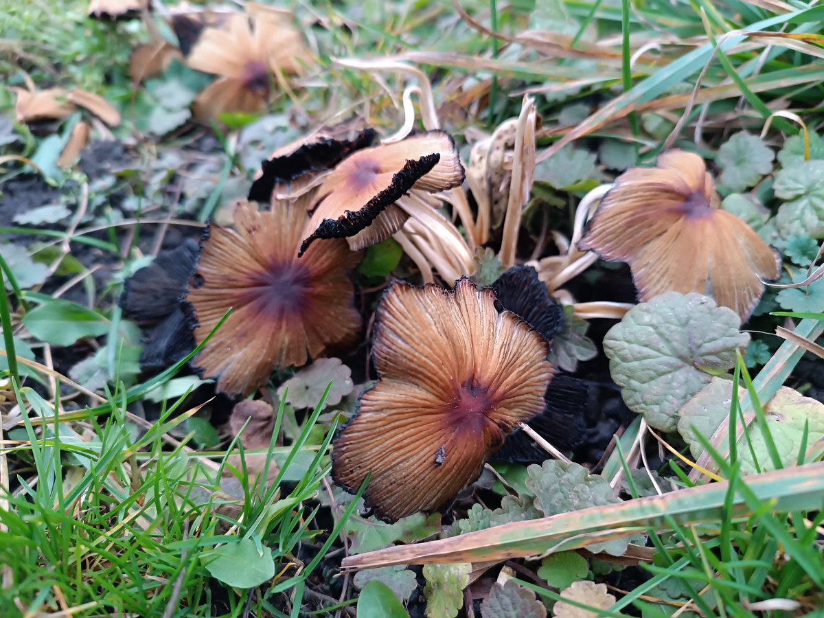 Это не свинушки, но тоже красивые