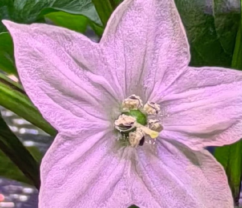 Слабо острый перец Мирасоль