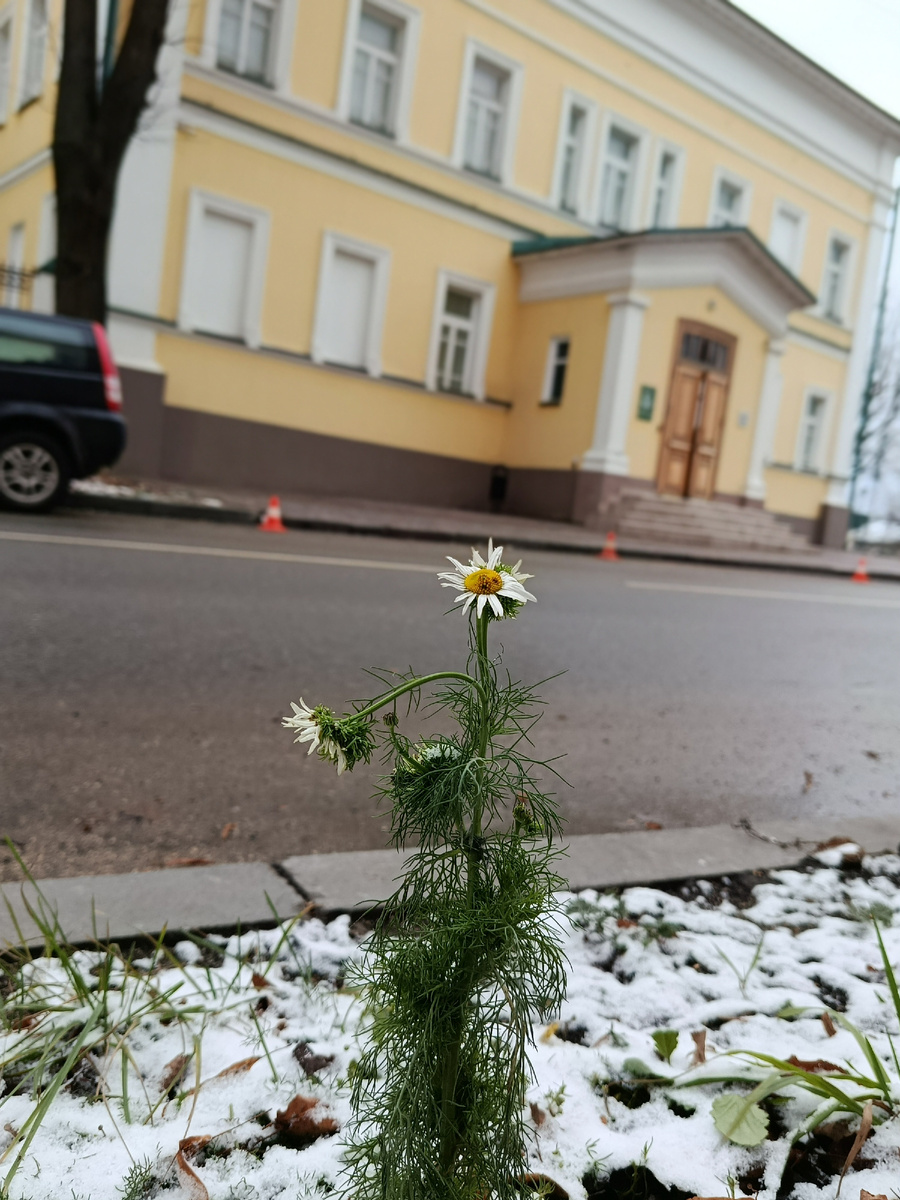 Жёлтый дом – моя работа, музей истории Костромского края