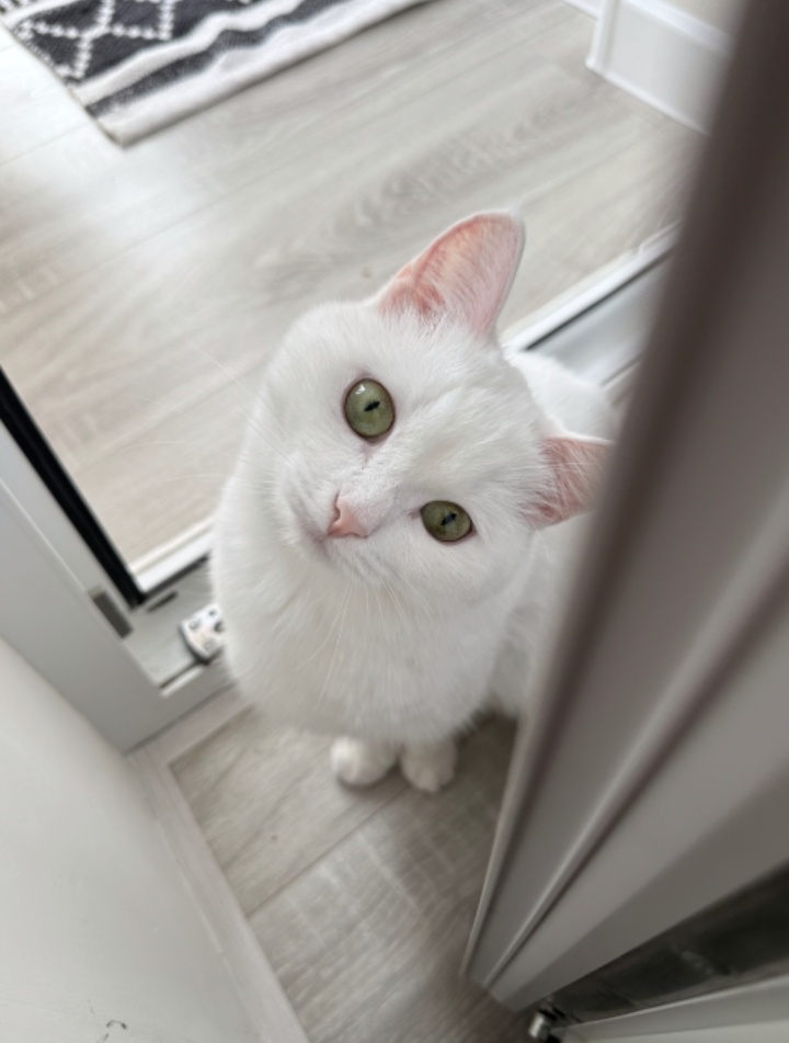 Кошка самое дорогое 