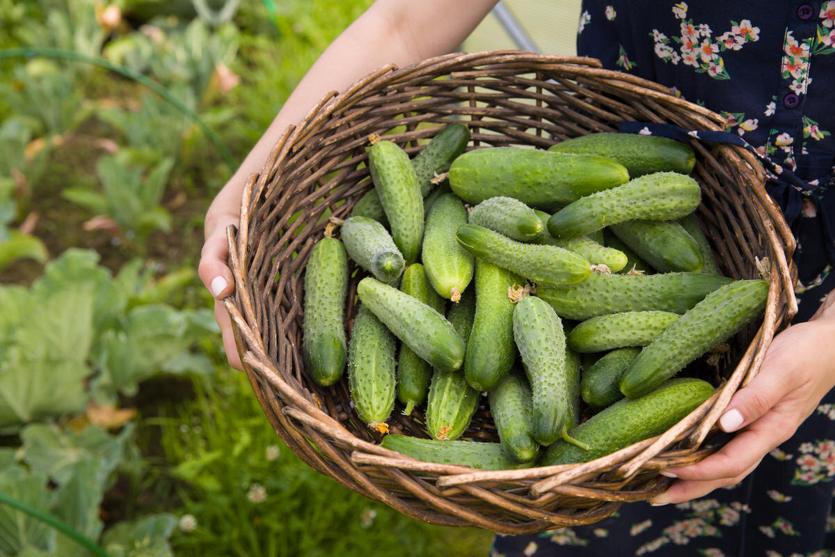 «Золотая пятёрка» огурцов: 5 сортов, которые сделают ваш урожай идеальным