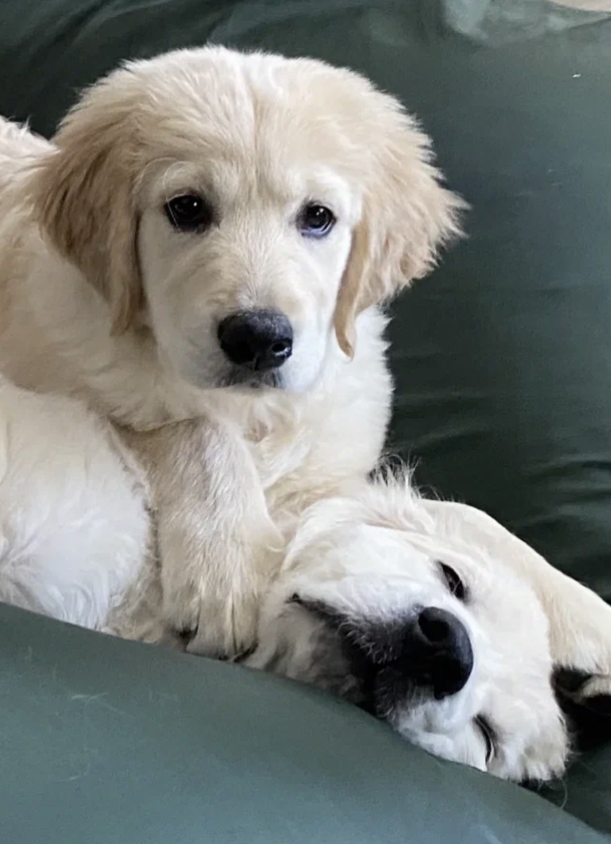 Почему ретривер подходит для роли помощника