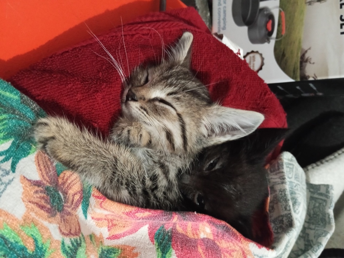 Котят обложили теплыми бутылочками, и они наконец-то уснули.