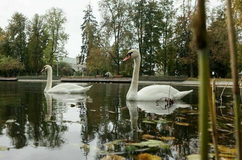   Ярослав Чингаев / Агентство "Москва"