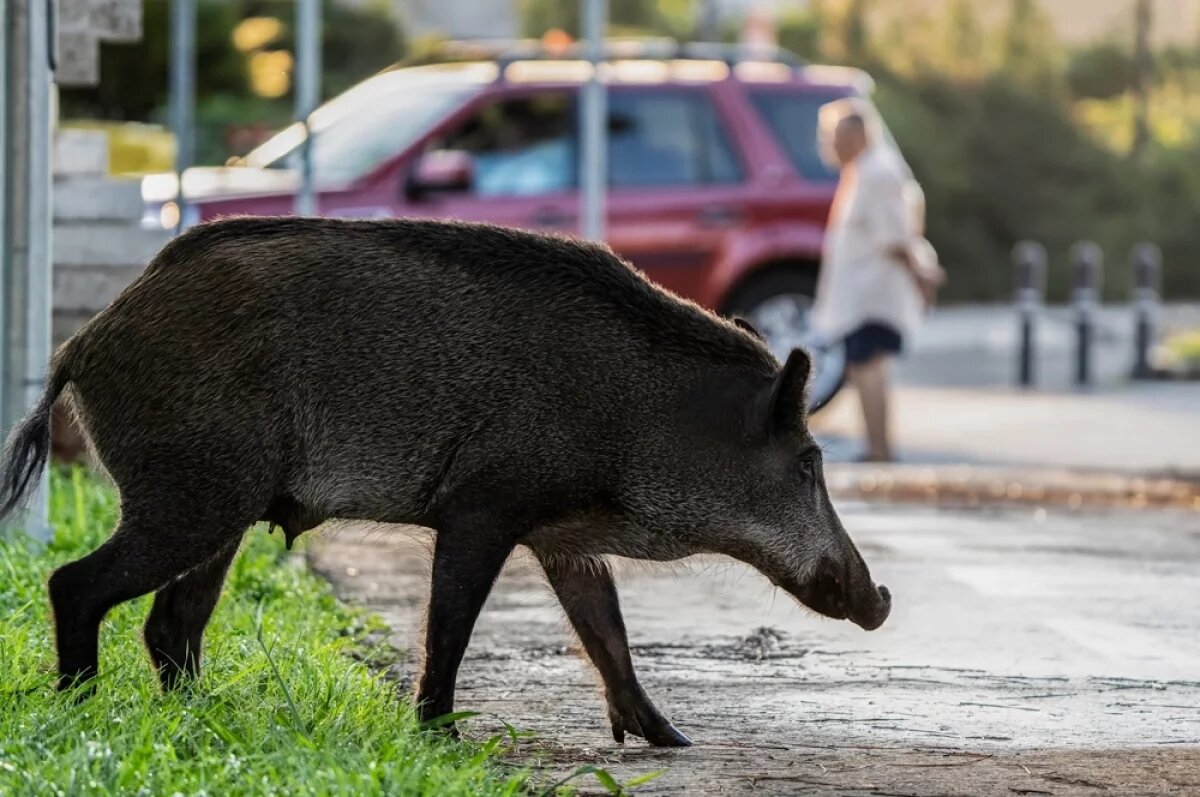    На Дальнем Востоке в населённые пункты заходят тигры и лисы, в Центральной России — лоси и кабаны.