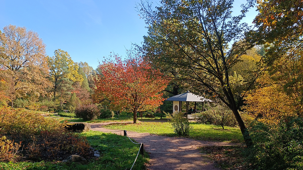 Сакура и беседка