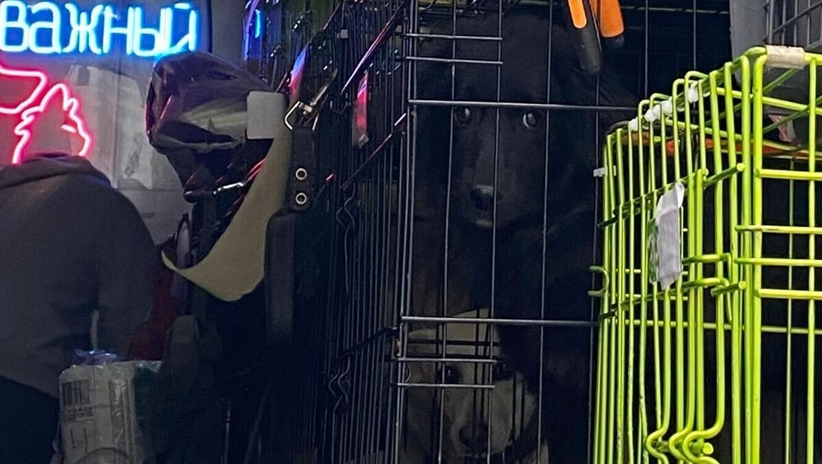     Источник: newstracker.ru