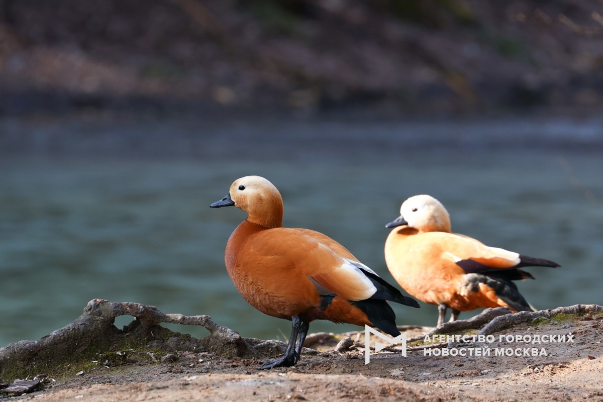 Фотограф: Ярослав Чингаев