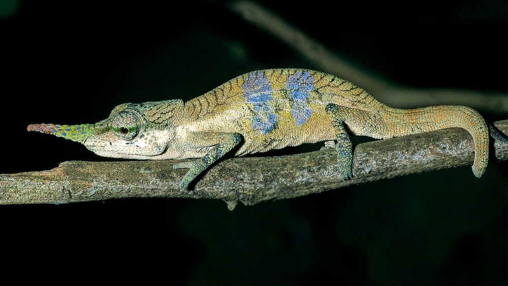     Фото: Bavarian Natural History Collections, Frank Glaw