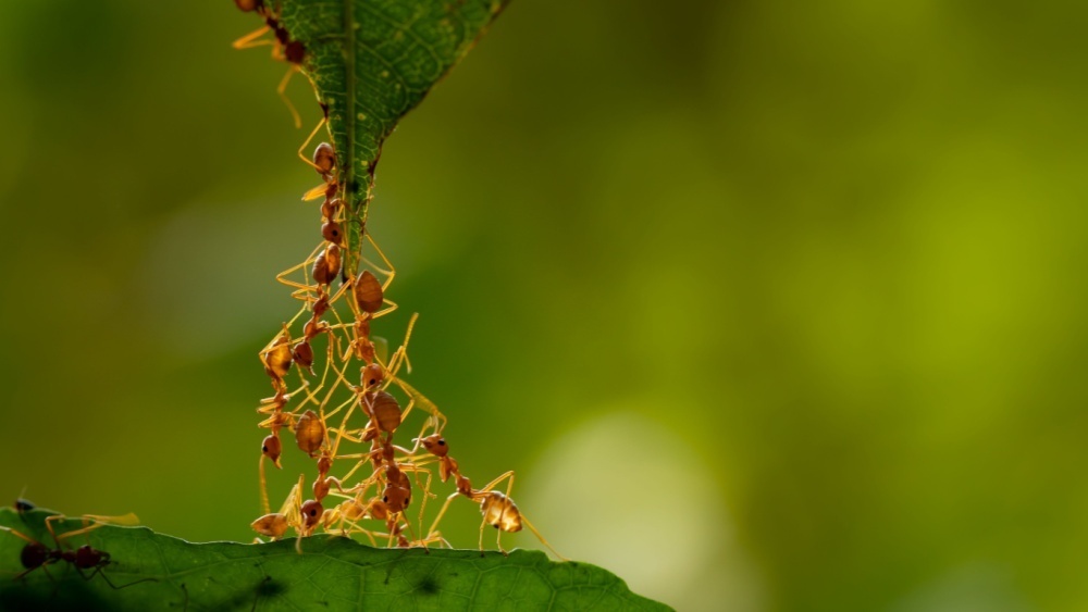     Фото: frank60/Shutterstock/FOTODOM