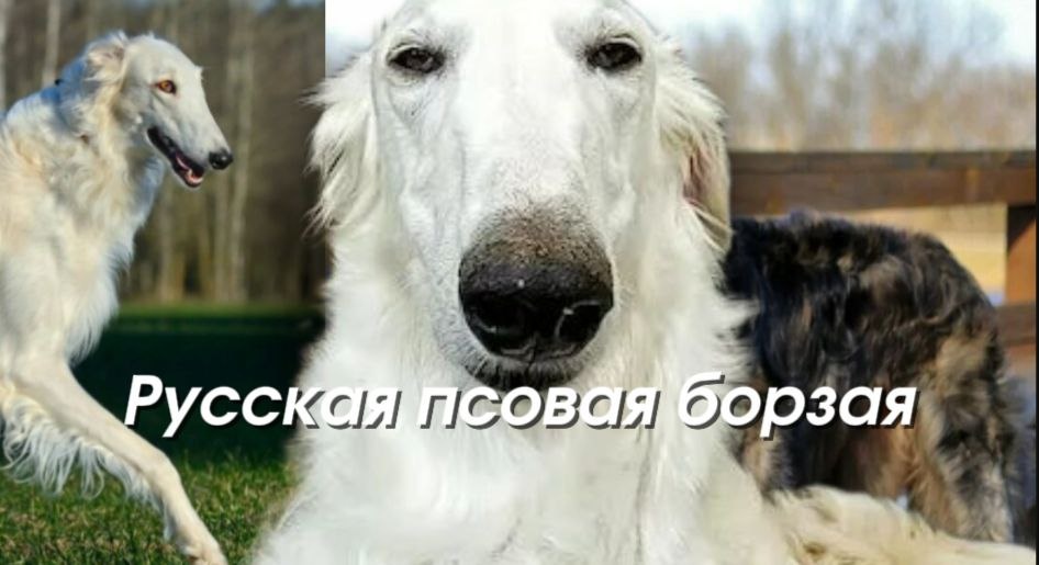 Русская псовая борзая: аристократка степей с молнией в крови