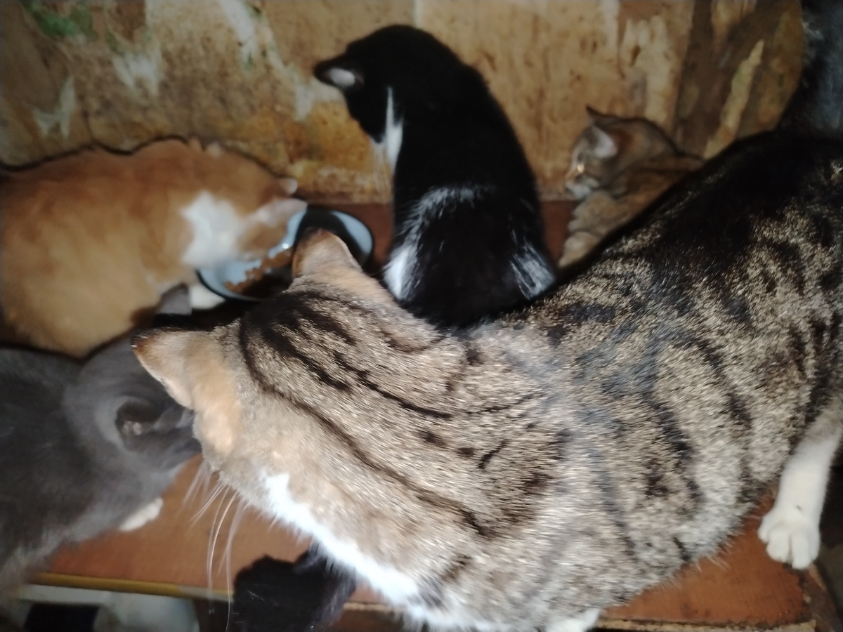 Первый дом. 