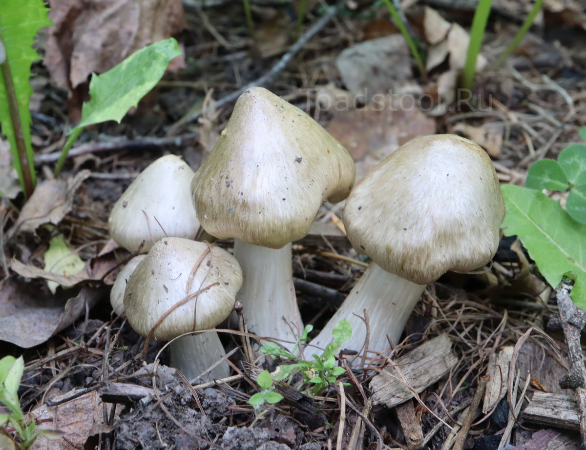Премиальные экземпляры того, что понаросло под сливами. Обычные просто рука не поднимается ставить в статью (фото И.Лебединского)