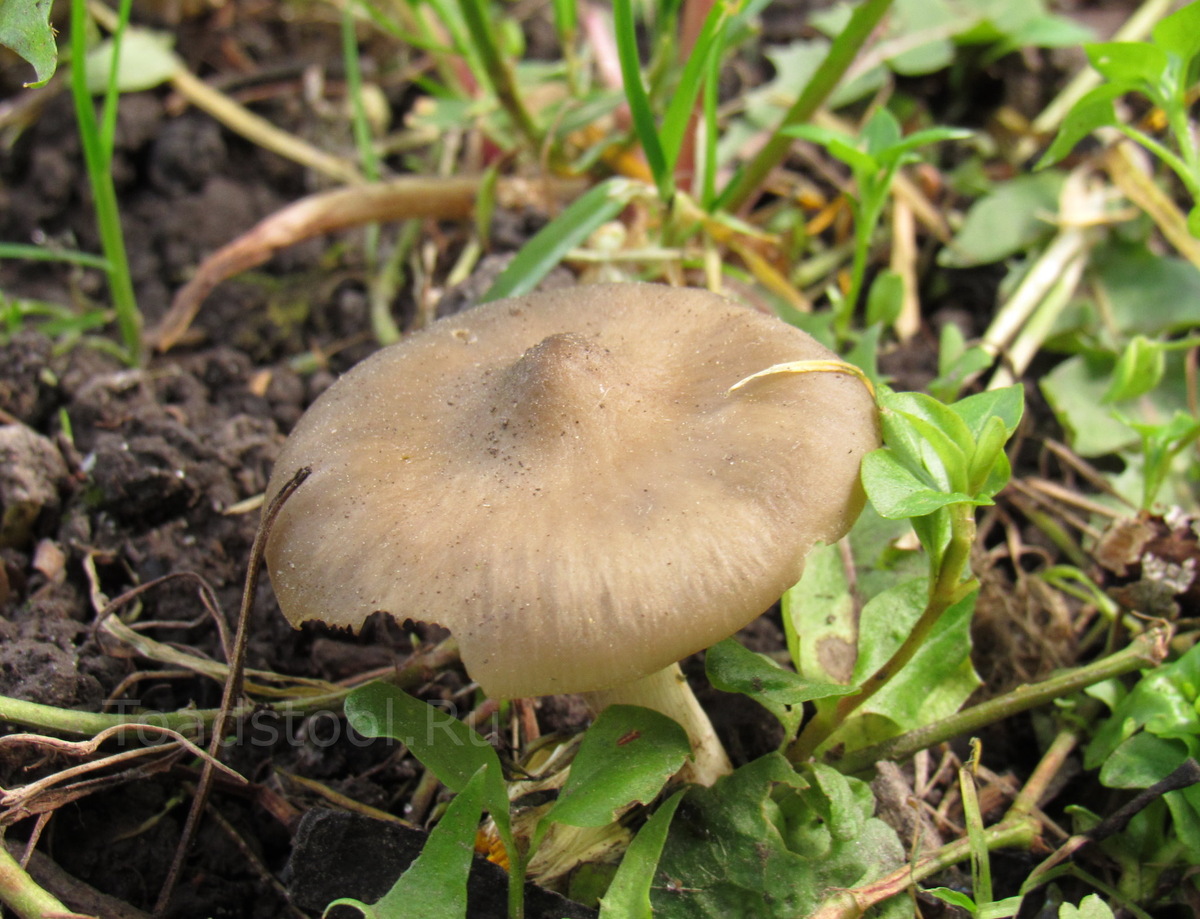 Ну вот, например, садовая энтолома в узком смысле. Ведь так себе грибочек? (фото И.Лебединского)