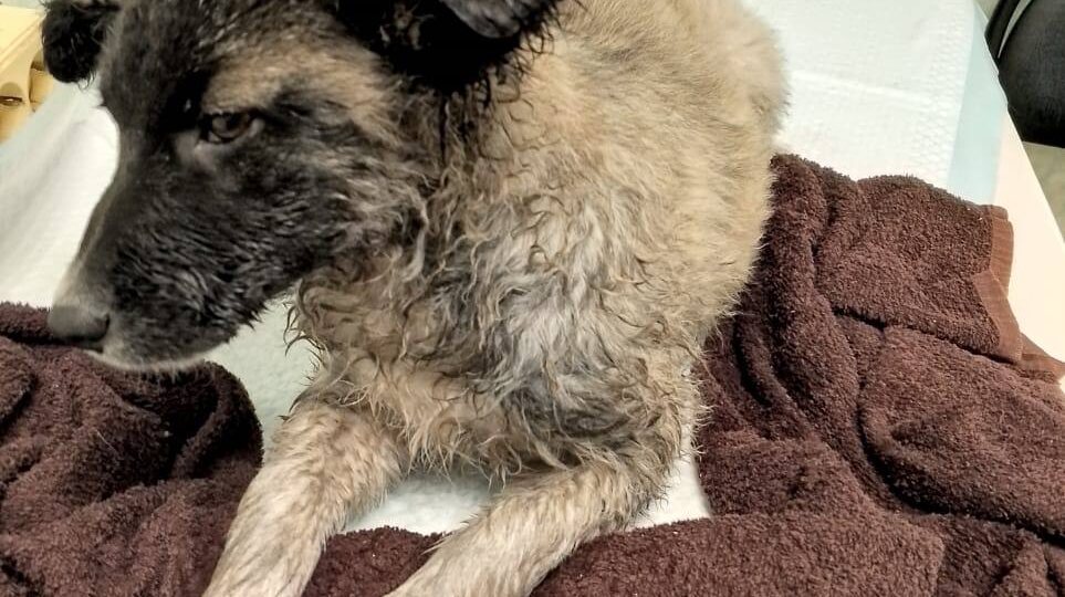 Даже уже не знаем как это писать, снова просить помощи