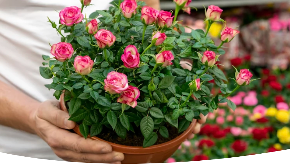 Как сохранить розу в горшке зимой: правила ухода для пышного цветения