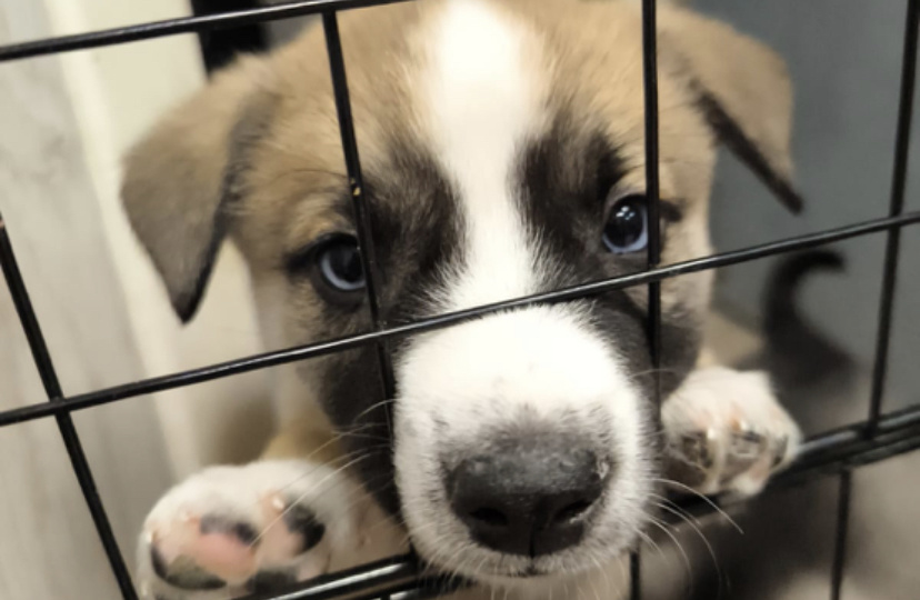 Голубоглазый щенок за решёткой приюта