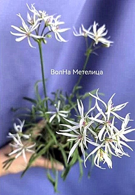 Первые цветы-снежинки у коллекционера, у которого я купила её.