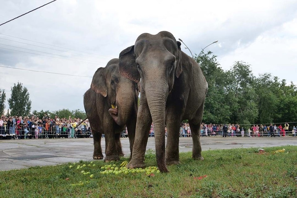    Там смогут разместить двух лаосских великанов. Светлана МАКОВЕЕВА