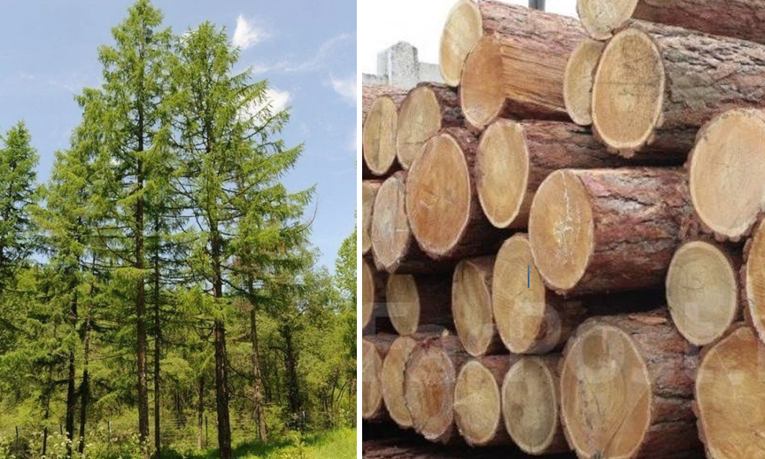 Почему избы стояли 200 лет, а современные дома гниют быстрее, чем рассрочка кончается