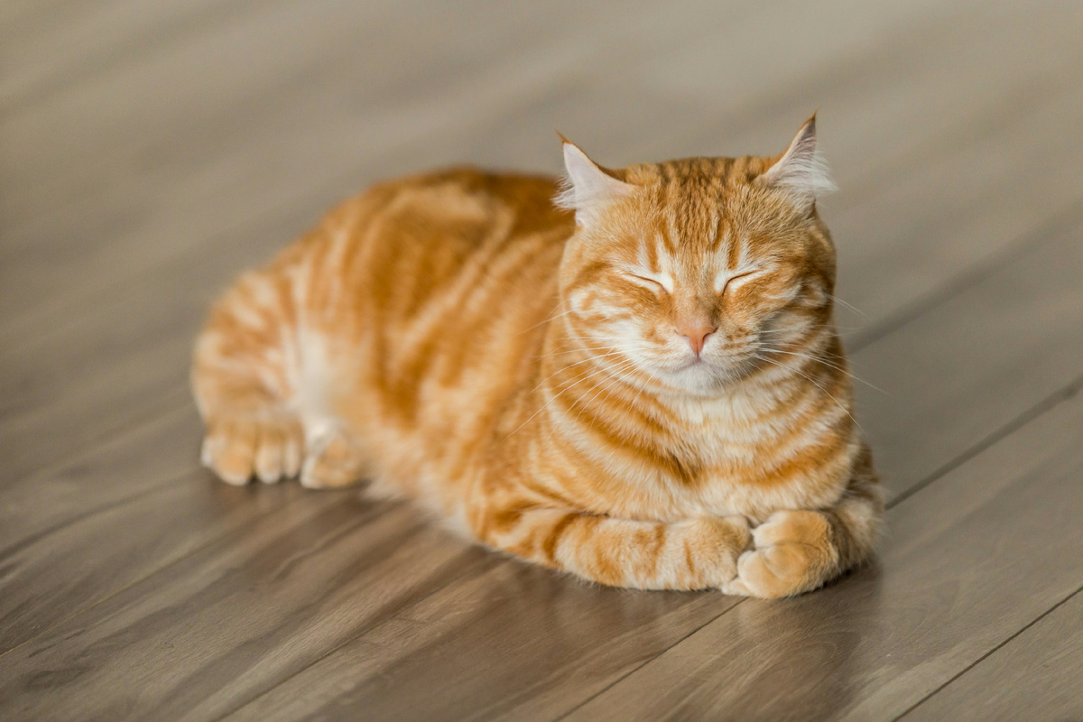https://unsplash.com/photos/orange-tabby-cat-on-brown-parquet-floor-LEpfefQf4rU