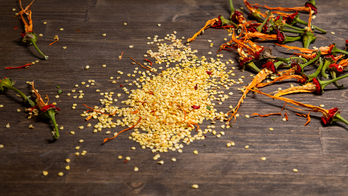 Сезон 2024, Сбор семян перца цицак