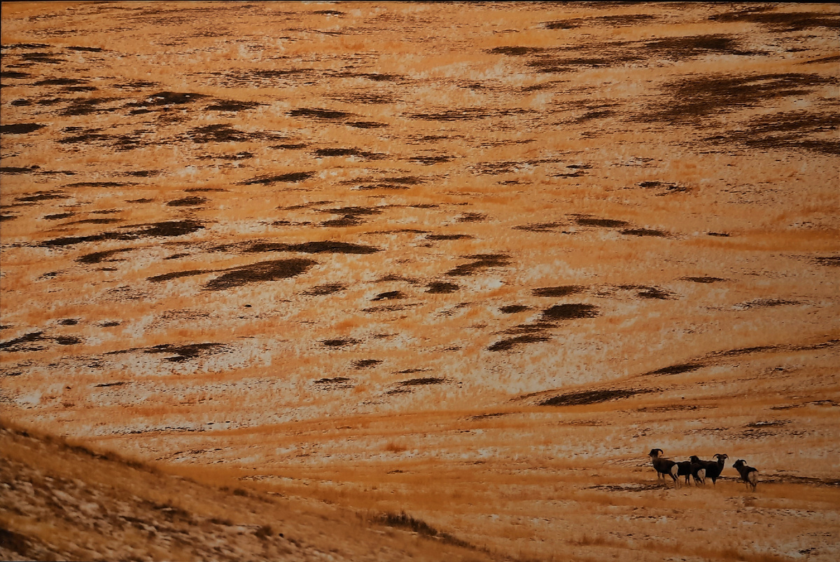 Алтайский горный баран (Ovis ammon ammon)