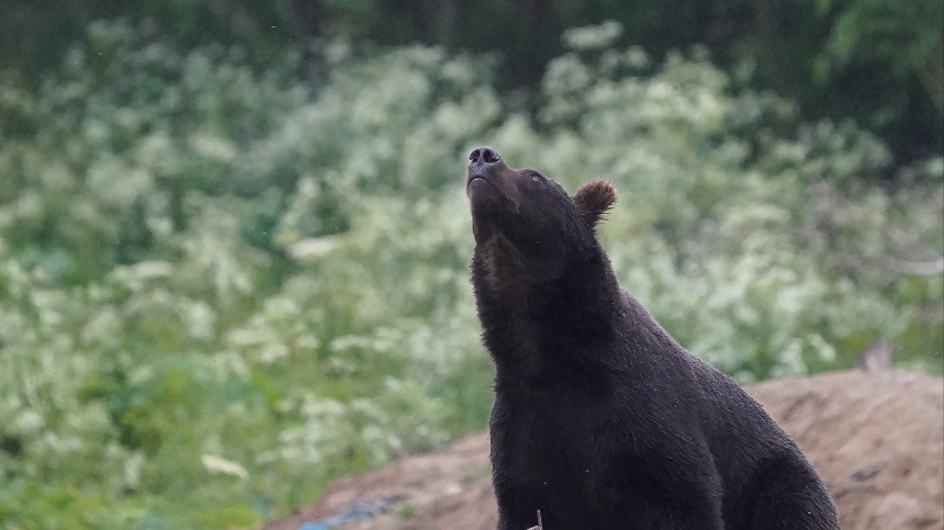    Фото: ИЗВЕСТИЯ/Эдуард Корниенко