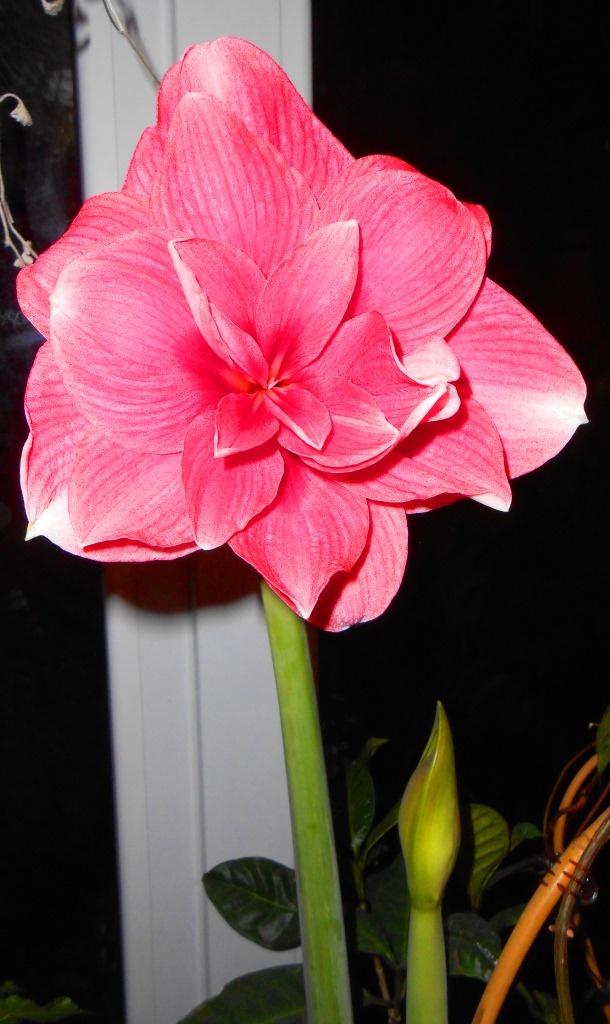 Дабл дрим (все фото мои)