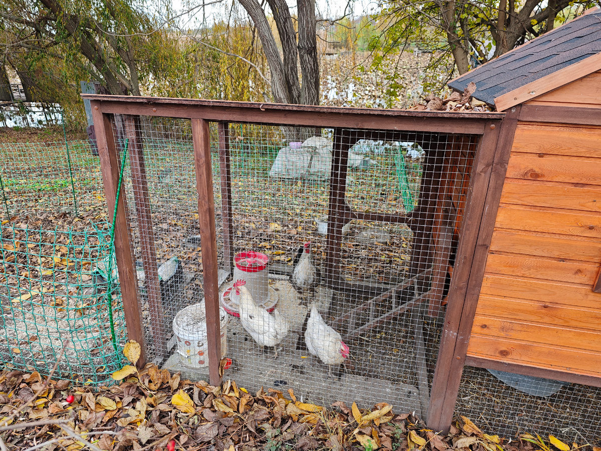 Клавы в клетке под замком