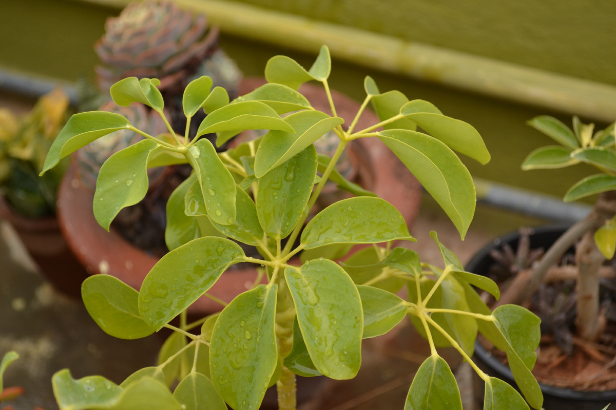 Источник фото: commons.wikimedia.org