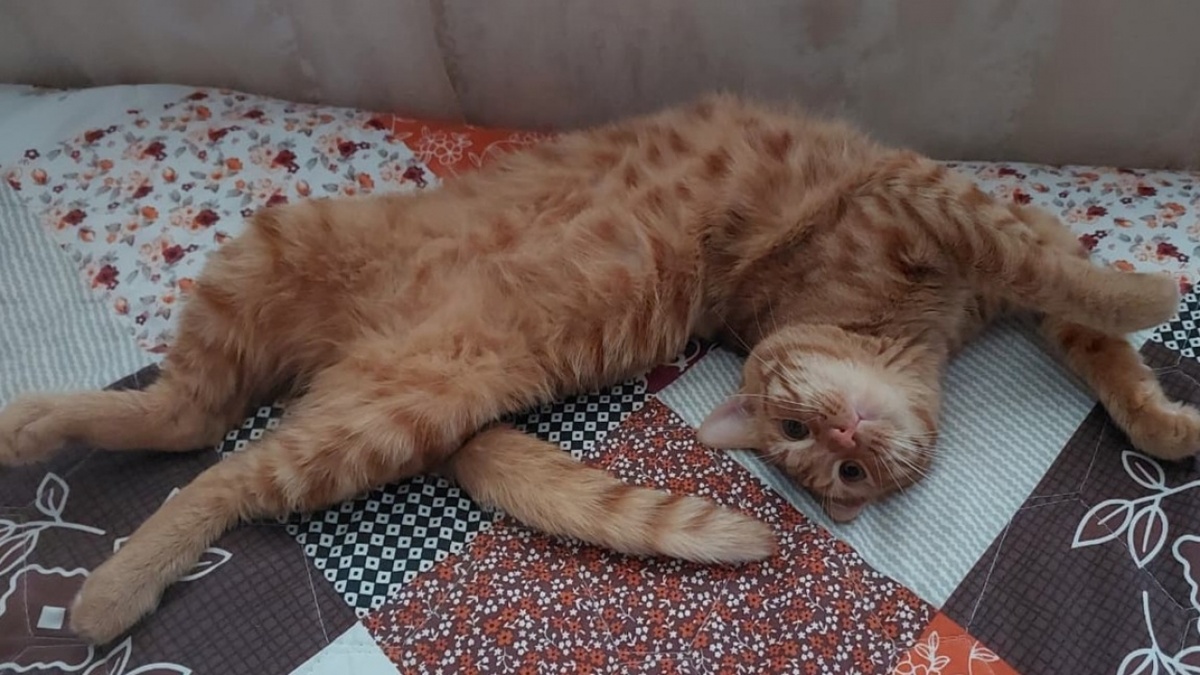    Электронные документы для кошек и собак: что ждет саратовцев с 1 декабря Новости Саратова и области – Сетевое издание «Репортер64»