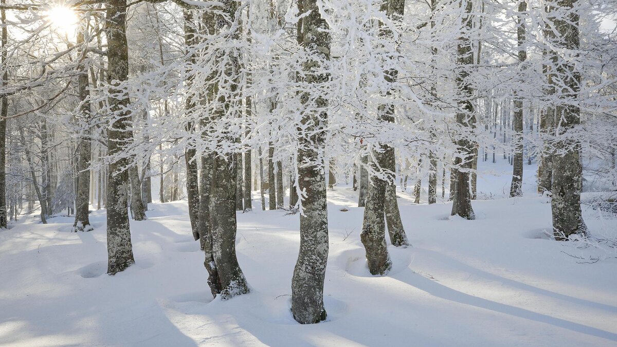    Фото: Patrick Frischknecht/globallookpress.com