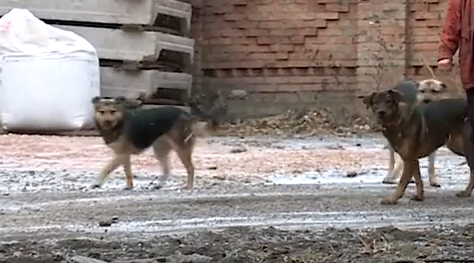     В Красноярске возбудили новое уголовное дело из-за бродячих собак